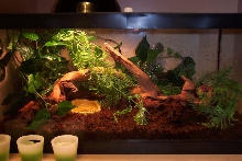 My green treefrog enclosure