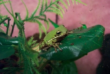 froggy