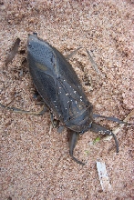 Giant Water Bug