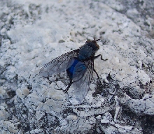 fly