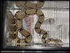 what kind of boa