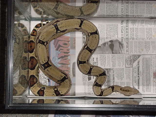 what kind of boa