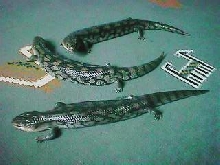 my 3 blotched