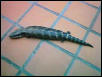 My Un-named Female Eastern again