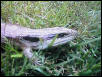 My Un-named Female Eastern again!!