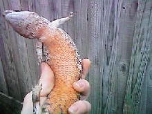 My Un-named Female Easterns Underbelly coloration