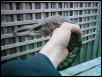 My Un-named Female Eastern again!!!