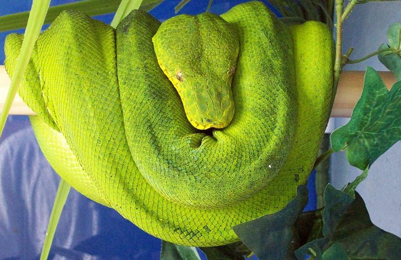 patternless caninus