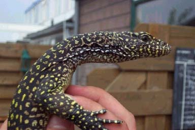doreanus