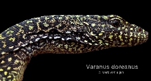 doreanus