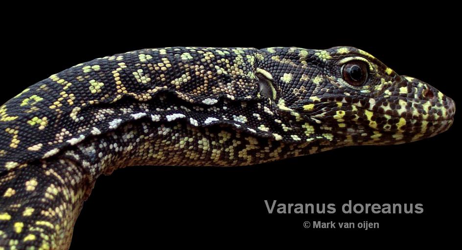 doreanus