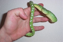 guyana female