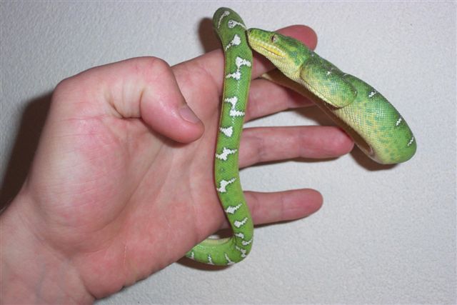 guyana female