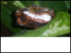 hypeolius mitchelli