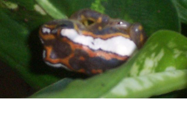 hypeolius mitchelli