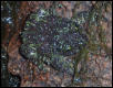 theloderma corticale