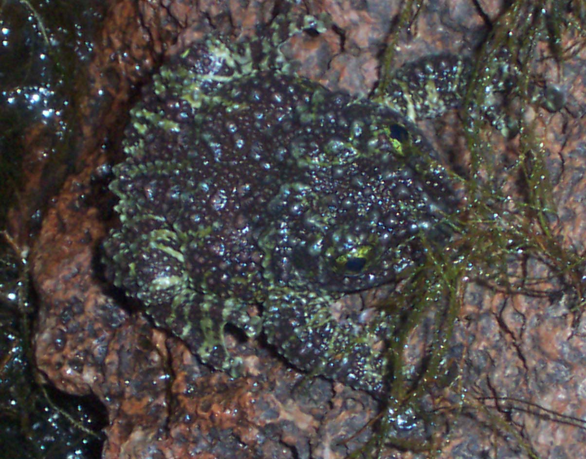 theloderma corticale