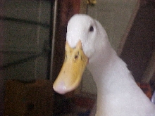 Donald