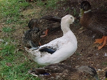 My favorite Duck