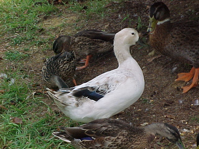 My favorite Duck