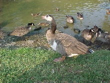 Goose