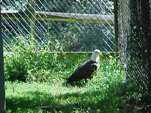 Bald Eagle