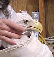 Bald Eagle
