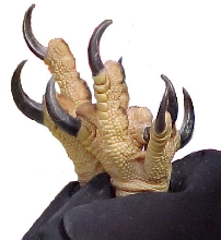 Talons