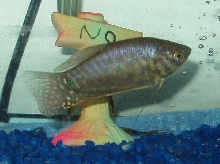 Survivor- Opaline Gourami