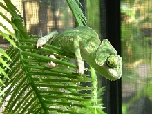 Young Veiled Cham