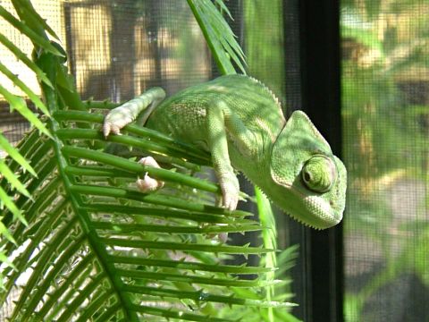 Young Veiled Cham