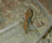 juvenille red flame crested gecko