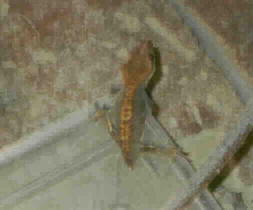 juvenille red flame crested gecko