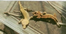 brightly colored adult pair of cresteds