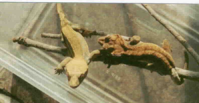 brightly colored adult pair of cresteds