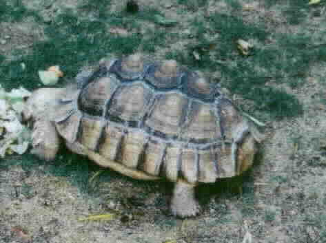 male sulcatta