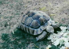 Sulcatta Tortoise