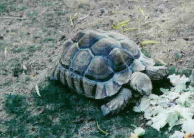 Sulcatta Tortoise