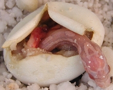 Lava Lavender Corn