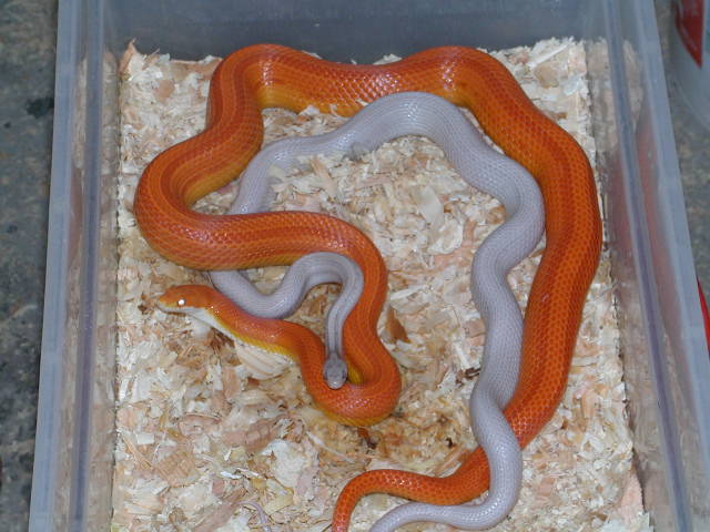 Striped Lav X Striped Amel