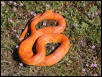 Albino Lava Corn Snake