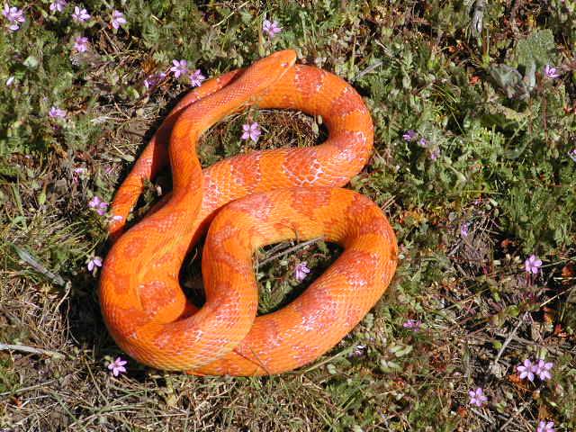 Albino Lava Corn Snake