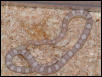 Ice Ghost Corn Snake