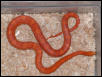 Lava Okeetee Corn Snake