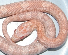 Lava Lavender (Ice Lavender)