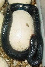 Female Eastern Indigo Hatchling