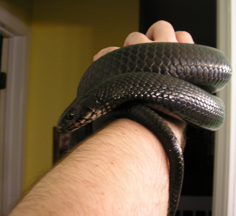 Lenore Hand Coil