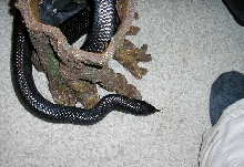 Indigo Hunts Foot