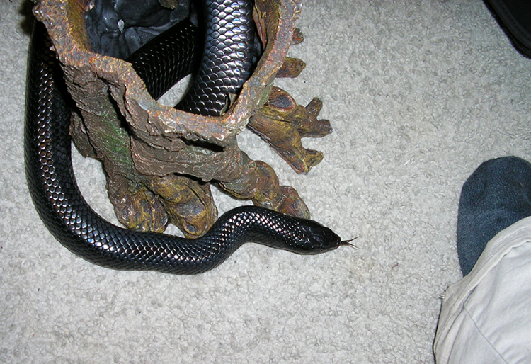 Indigo Hunts Foot