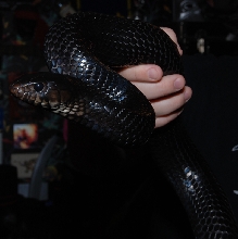 Lenore - Close-Up